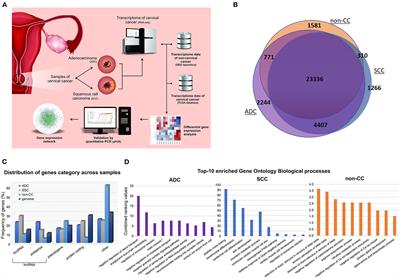 Dysregulation of Transcription Factor Networks Unveils Different Pathways in Human Papillomavirus 16-Positive Squamous Cell Carcinoma and Adenocarcinoma of the Uterine Cervix